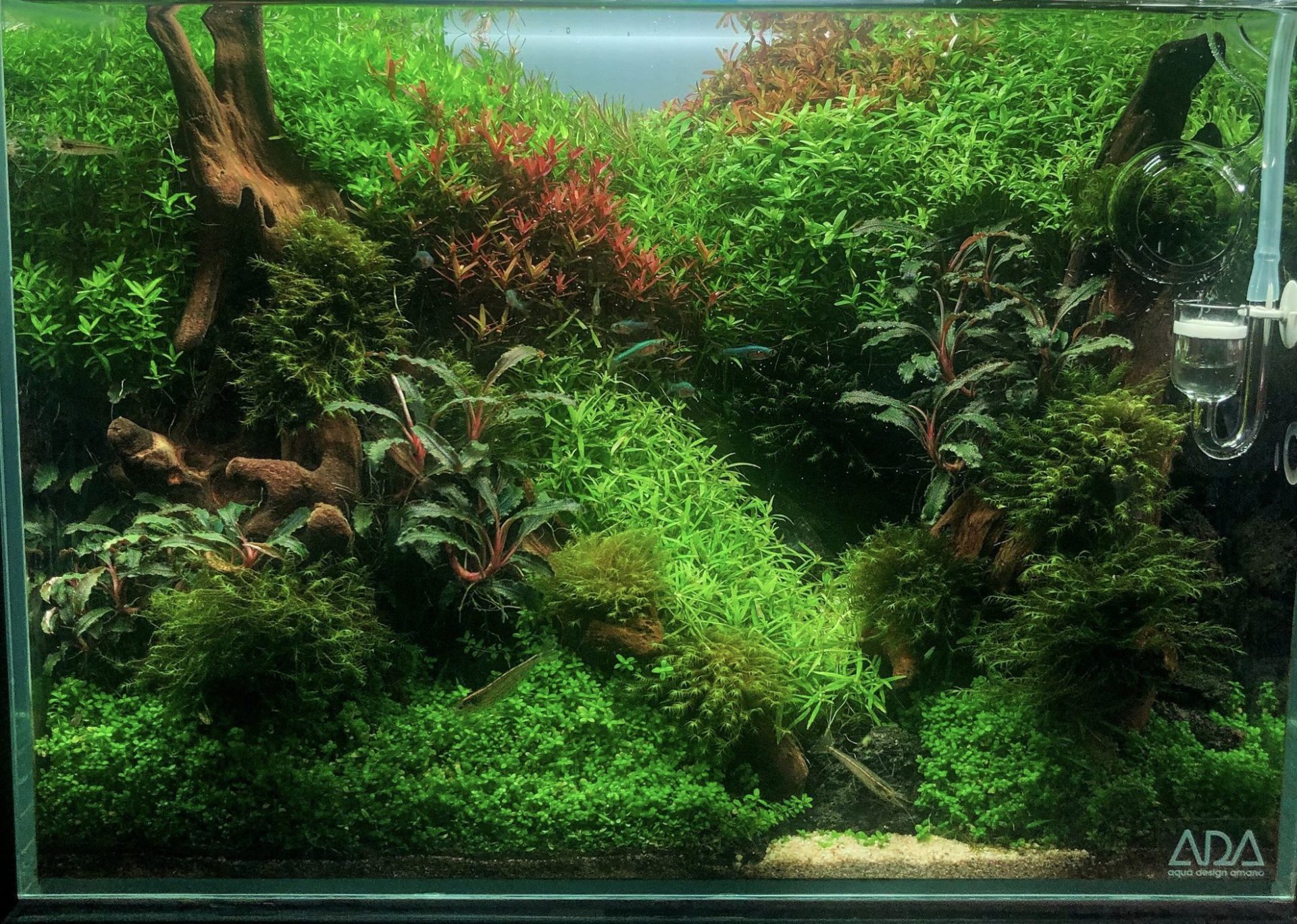 水槽サイズ:36×22×26