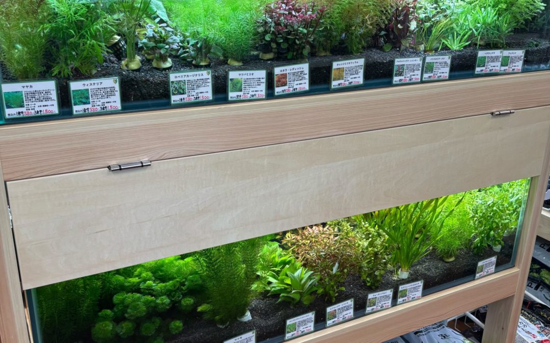 2026.3.18(水)水草・陸上植物入荷情報