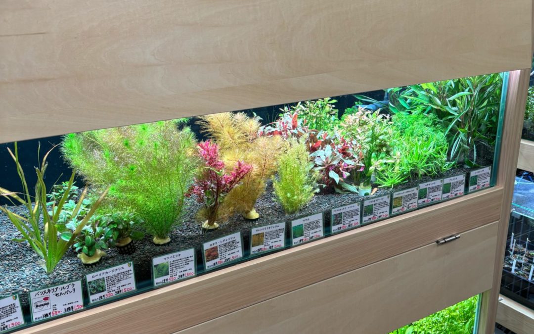 2026.3.6(金)水草・陸上植物入荷情報