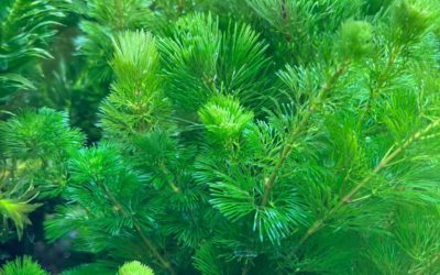 2026.3.27（金）水草・陸上植物入荷情報