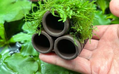 2026.4.3(金)水草・陸上植物入荷情報